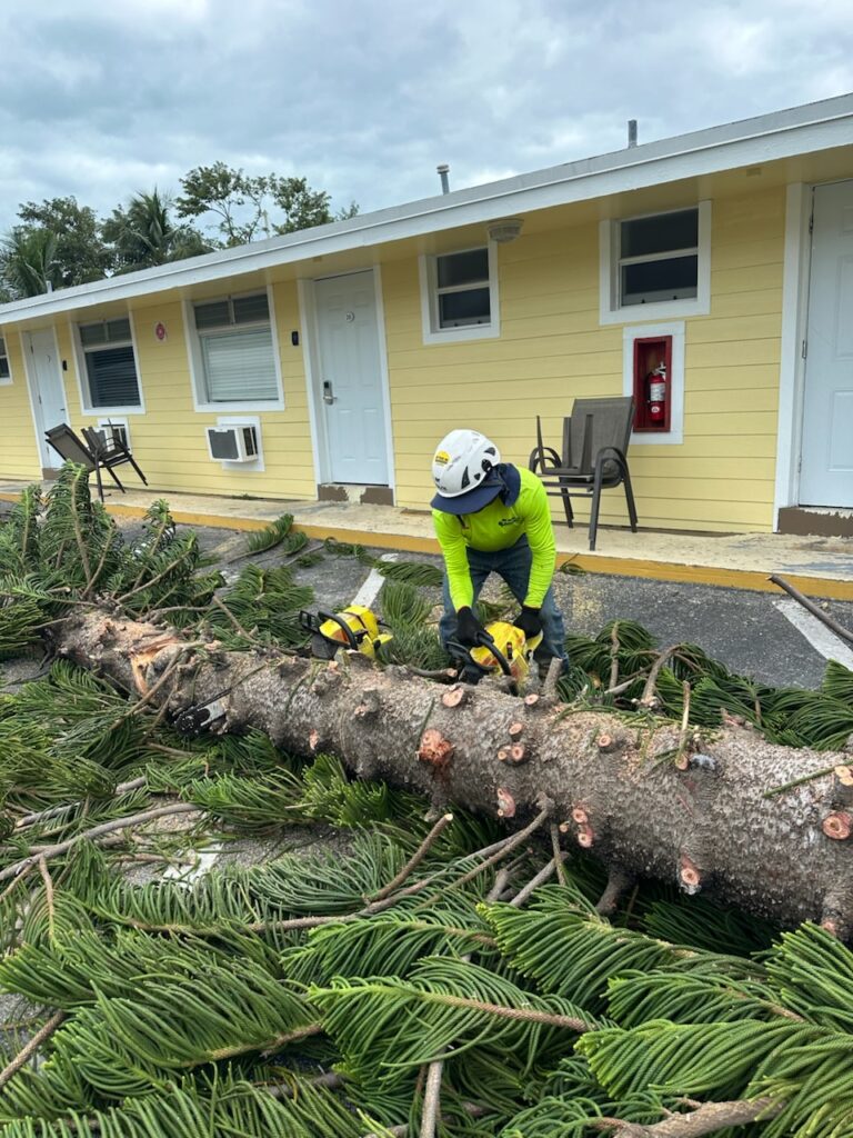 Tree Removal