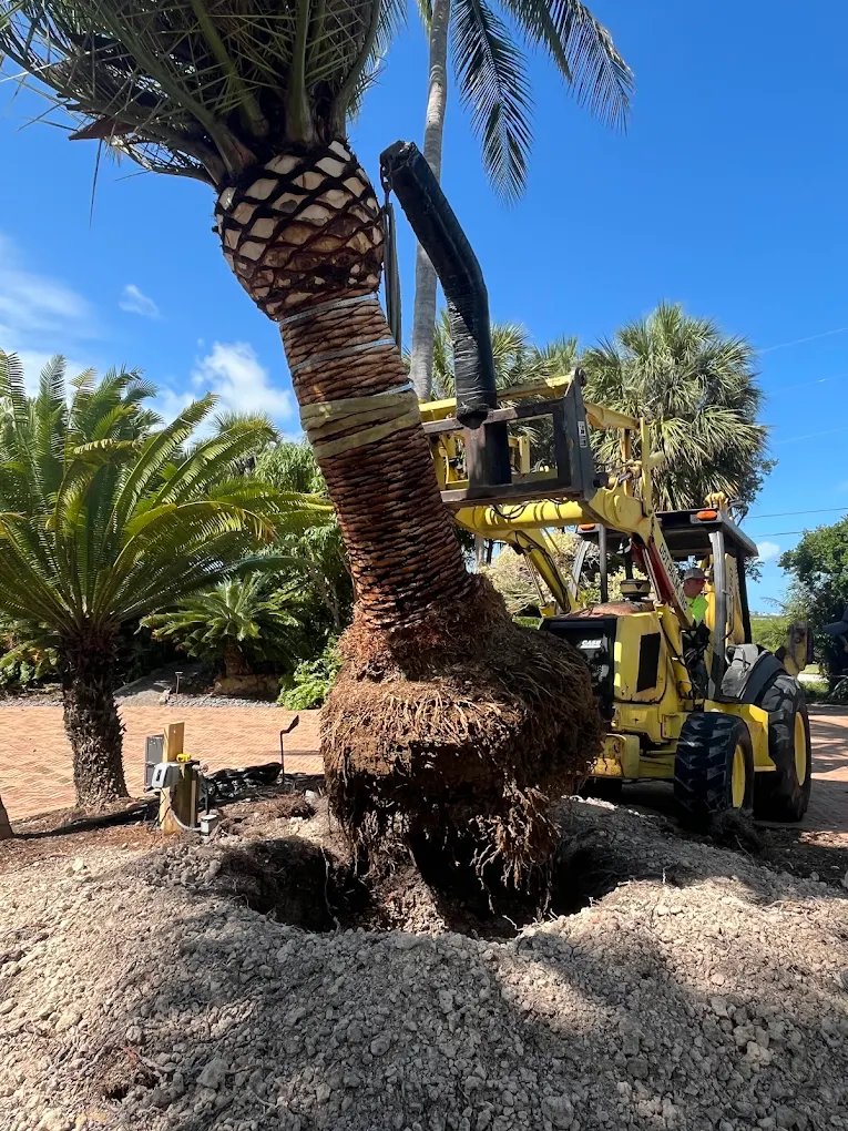 Planting a Canary Date Palm