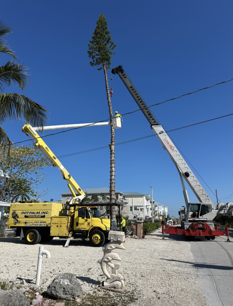 Tree Removal with Crane