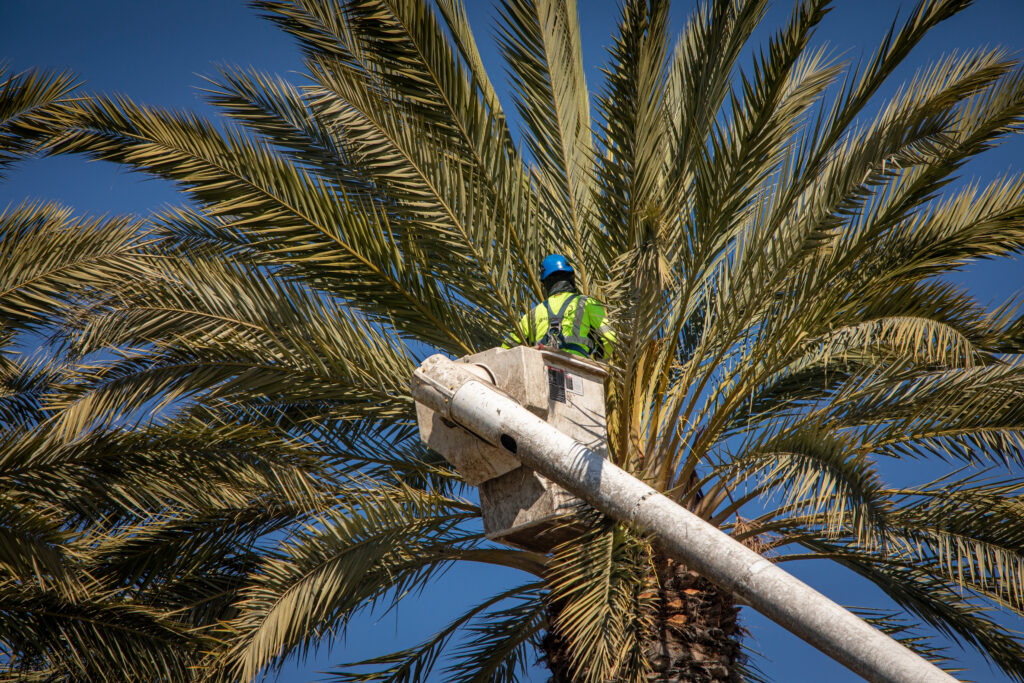 Dot Palm Trimming Date Palm