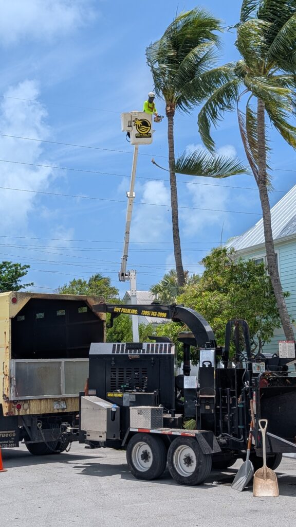 Coconut palm trimming