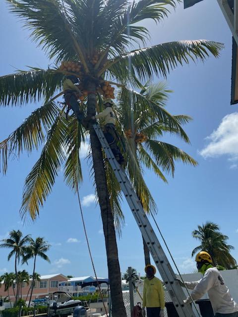 coconut palm trimming