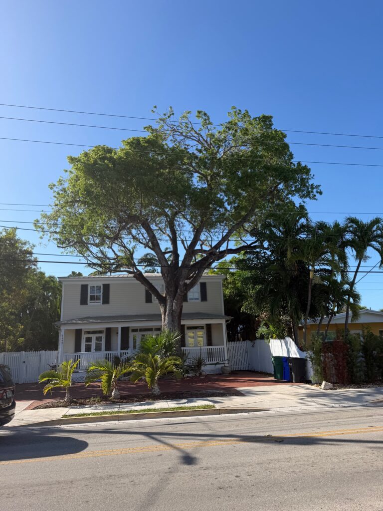Safe and professional tree trimming in Key West by Dot Palm