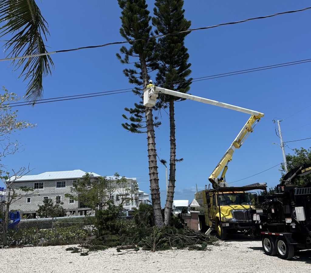 Tree Removal with Bucket Truck