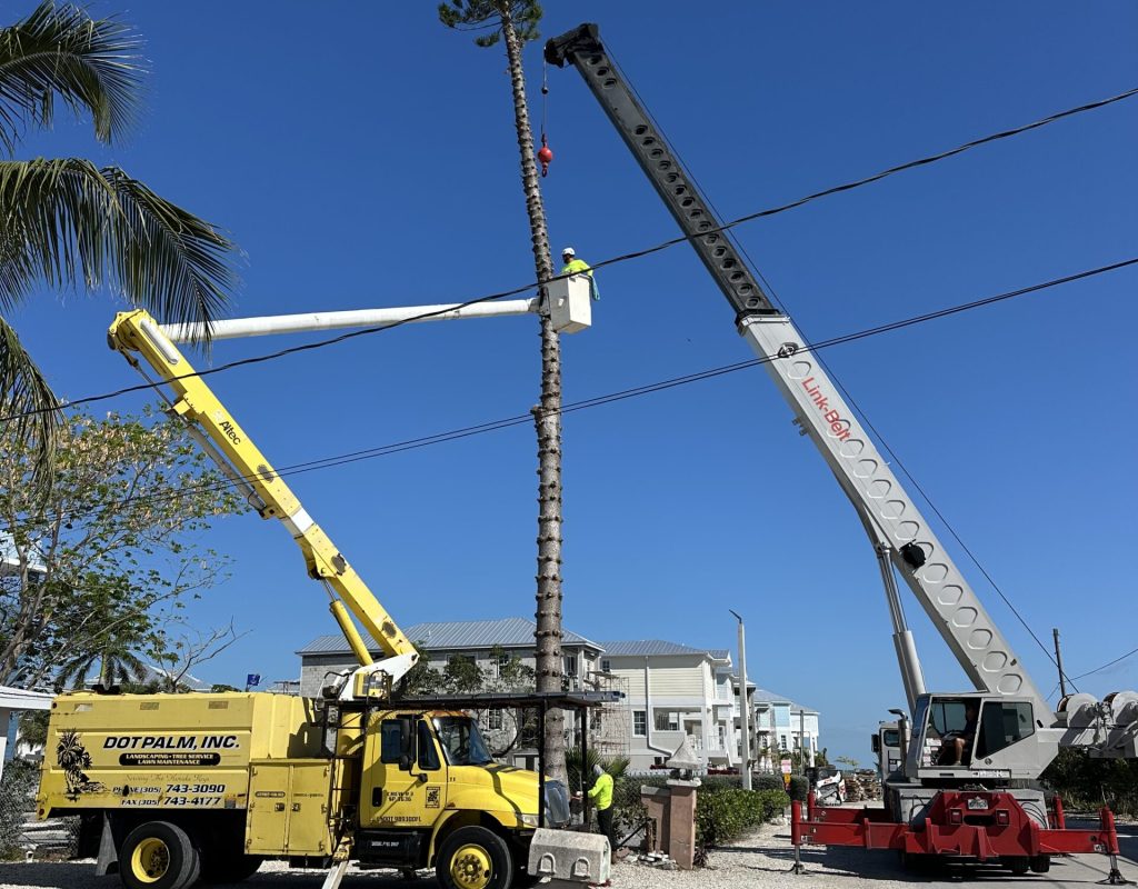 Tree Removal with Bucket Truck & Crane