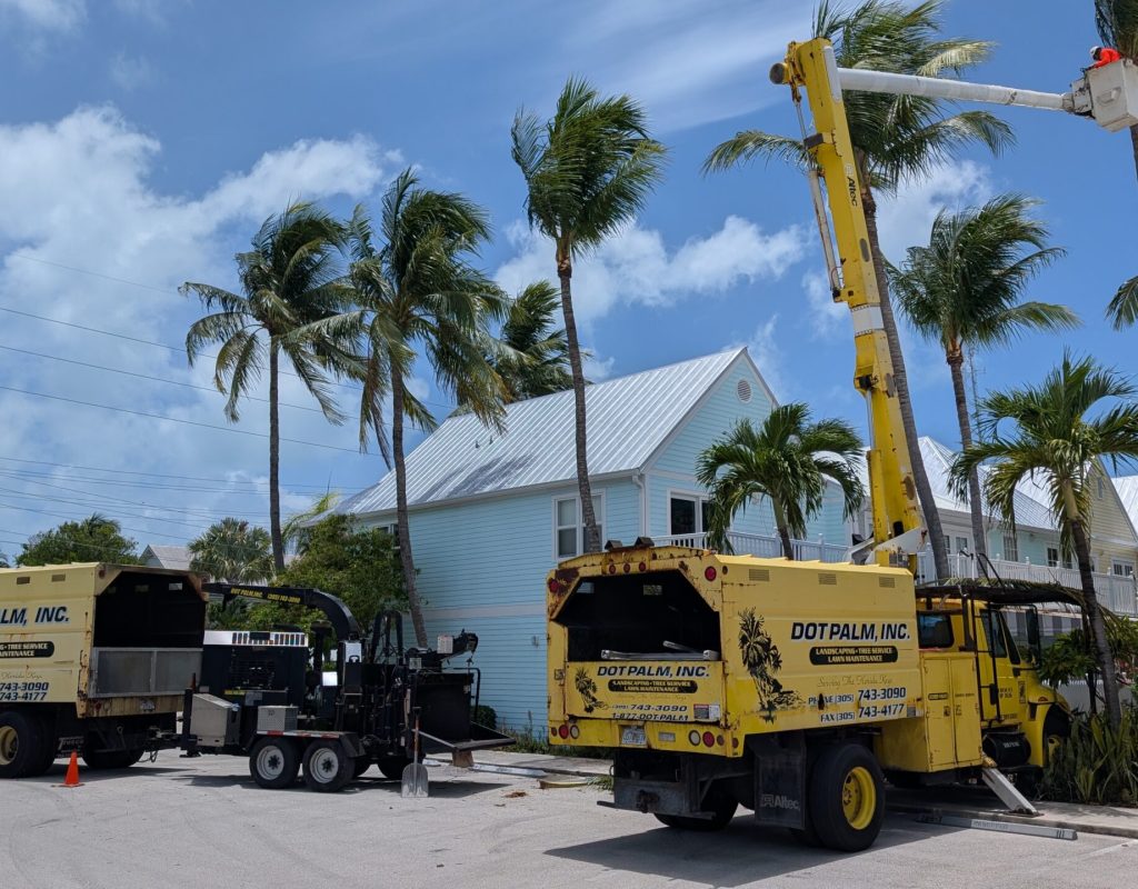Tree Removal with Bucket Truck