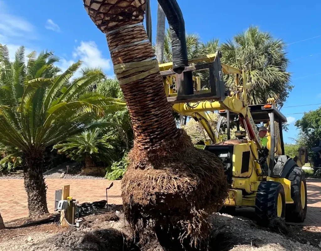 Planting a Canary Date Palm