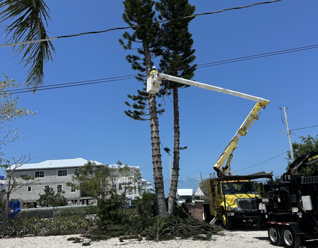 Tree Removal with Bucket Truck