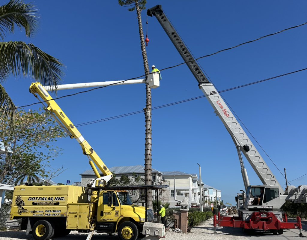 Tree Removal with Crane