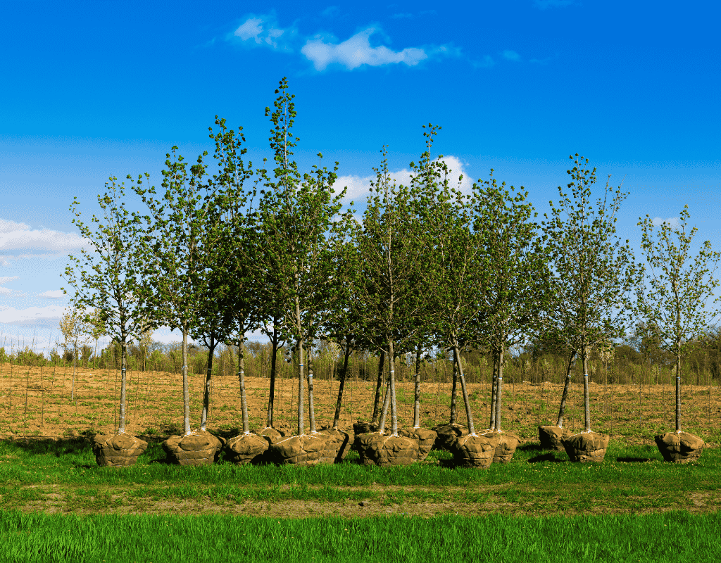 Dot Palm Landscaping expert tree planting in Marathon FL area