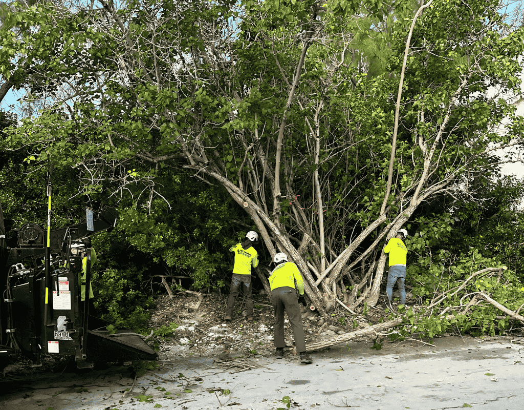 Affordable tree removal near me by Dot Palm Landscaping Marathon Florida