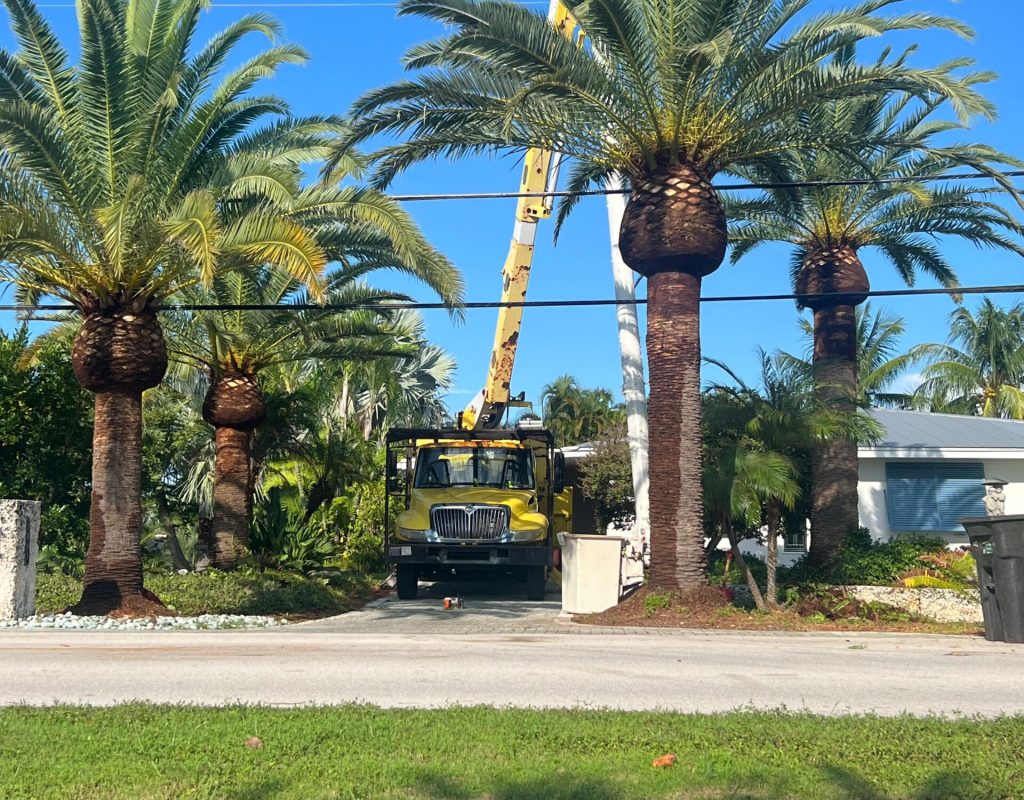 Dot Palm in Marathon FL