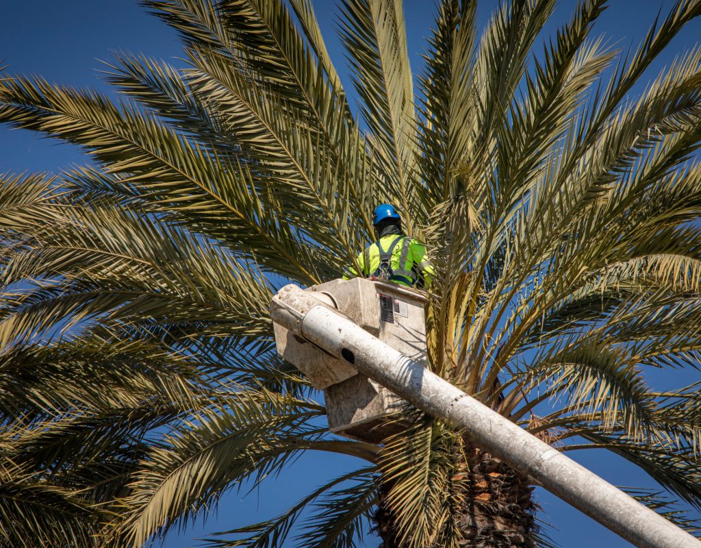 Dot Palm Trimming Date Palm